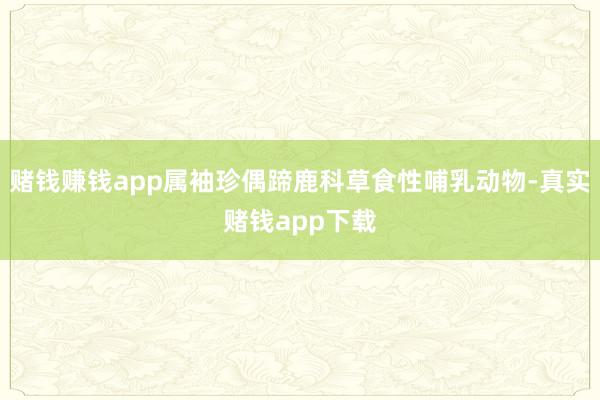 赌钱赚钱app属袖珍偶蹄鹿科草食性哺乳动物-真实赌钱app下载